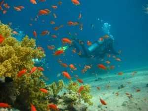 Korallenriff mit Taucher, Ägypten