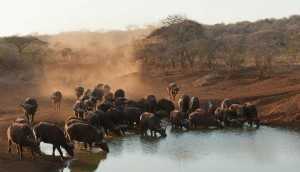 Südafrika Urlaub Büffeln