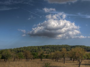 Spanien Urlaub, Olivenbäume, Spanien