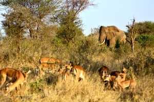 Tansania Urlaub Elefanten, Gazellen, Nationalpark Ngorongoro-Krater, Tansania