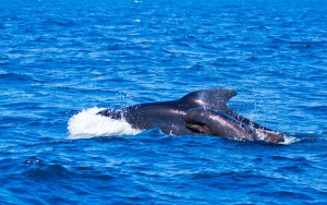  Spanien Urlaub Wale