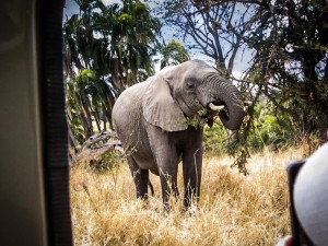Tansania Urlaub Safari, Nationalpark Serengeti