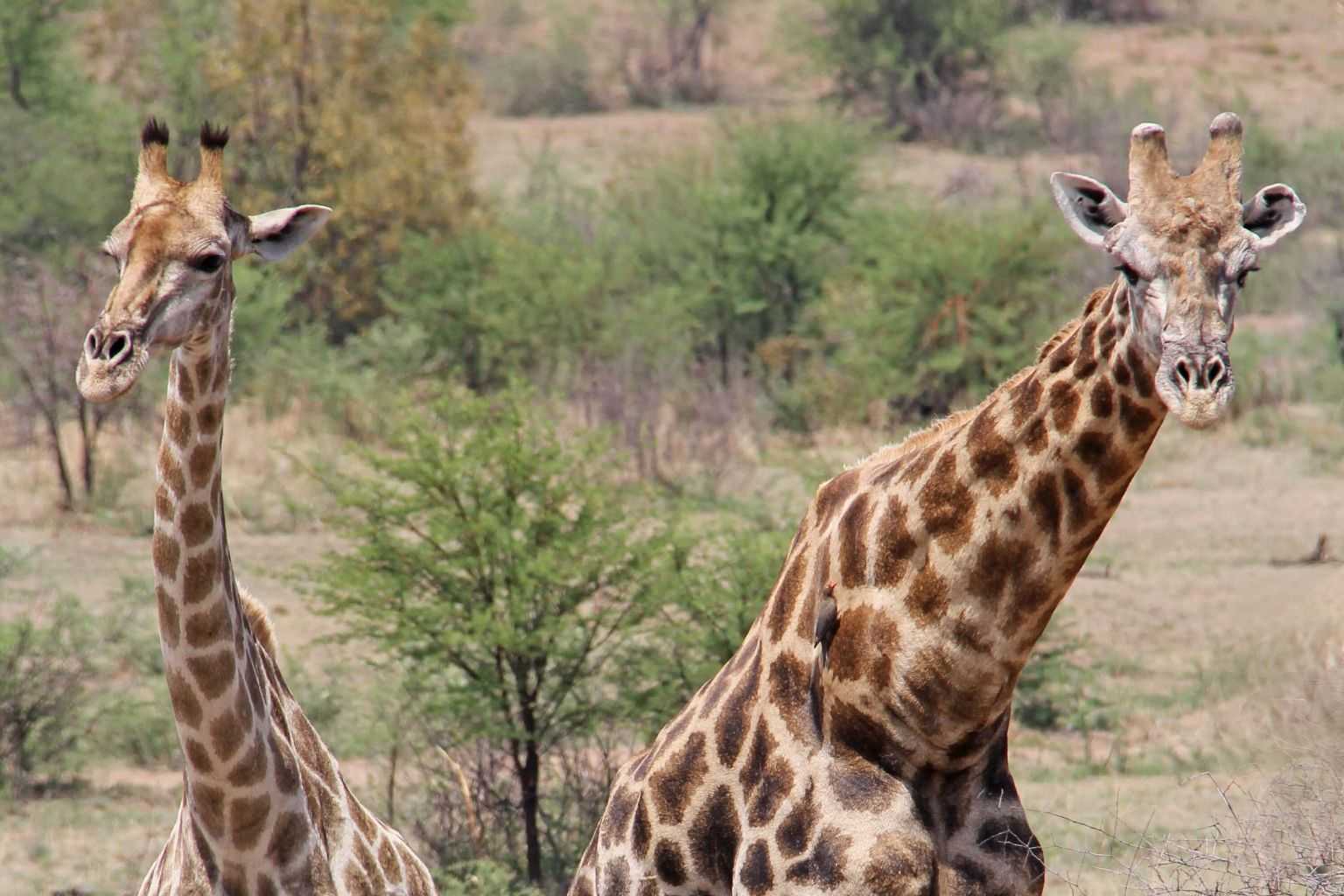 Südafrika Urlaub Pilanesberg National Park Giraffe