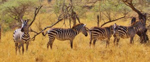 Tansania Urlaub Safari Zebra 