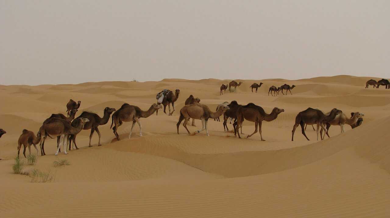 Djerba Urlaub Kamel reiten