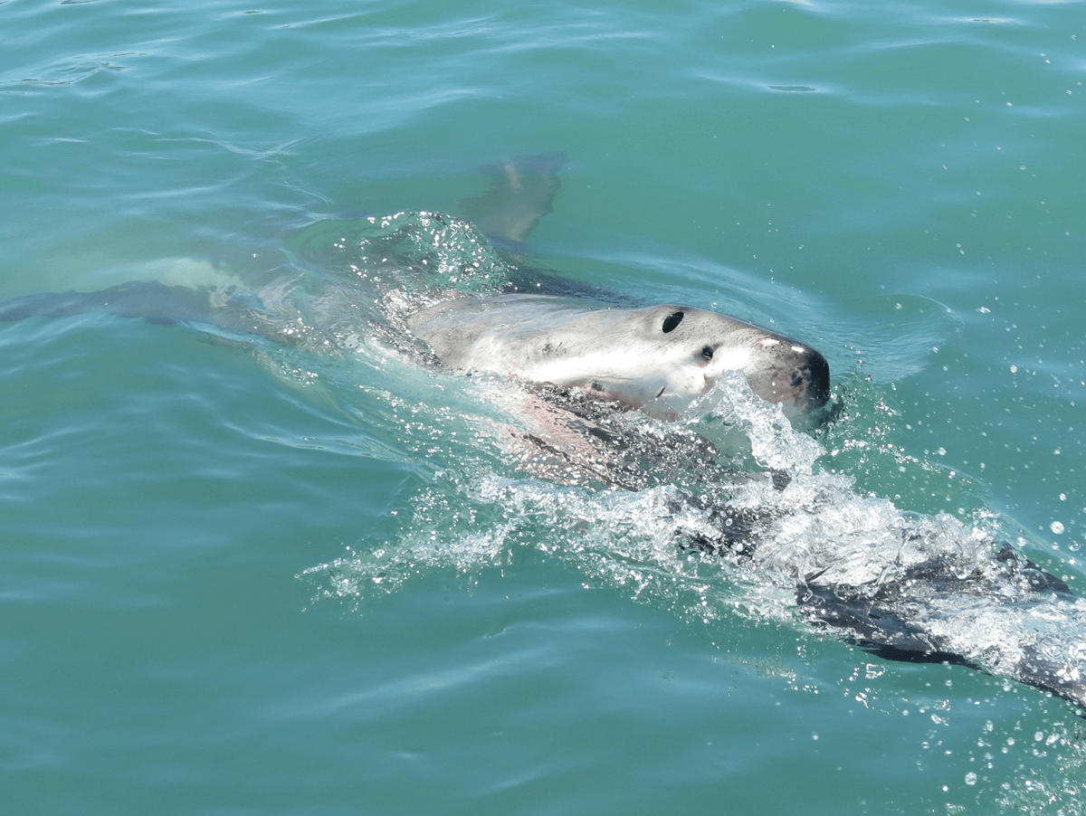 Natur und Tierwelt - Weißer Hai